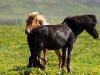 Dunkles Islandpferd und dahinter ein braunes mit heller Mähne